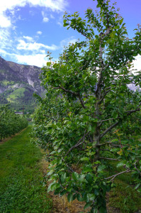 Hall-Wattens Schnapsroute