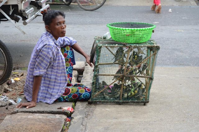 Myanmar Yangon Straßen von Yangon - Verkauf von Vögeln
