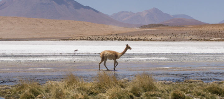 Meine Reiseroute durch Peru, Bolivien und Chile – inkl. einem Buchtipp für Peru