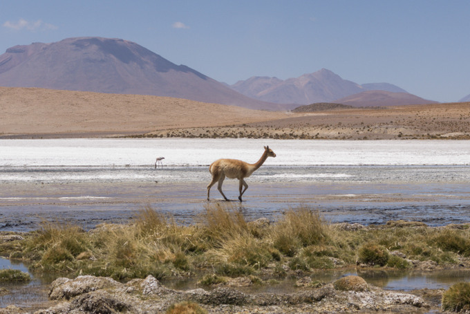 Tour Salar de Uyuni Wildlife