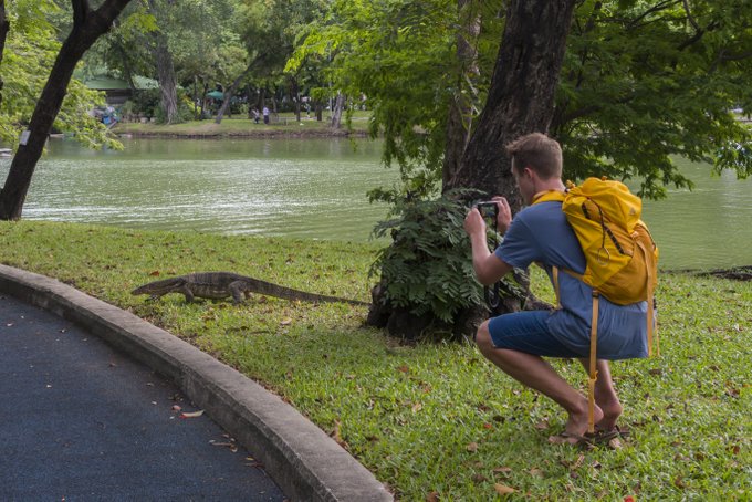 Bangkok Sehenswürdigkeiten Lumphini Park Lizard