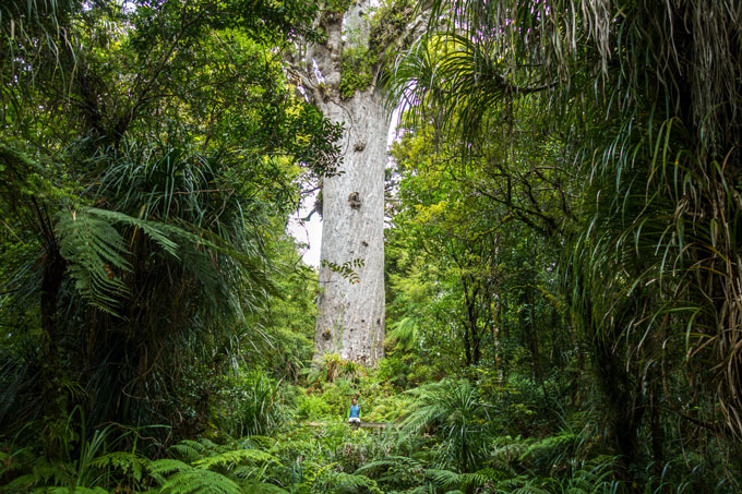 Neuseeland für Fotografen Kauribäume auf der Nordinsel