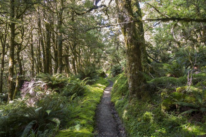 Wandern in Neuseeland Caples & Greenstone Track