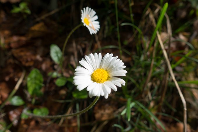 Wanderung im Kaisertal Blumen im Wald