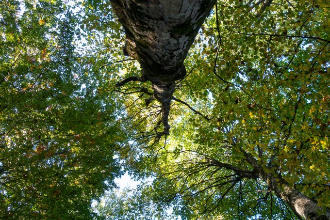 Ludwigsschlucht Bad Kohlgrub im Herbst