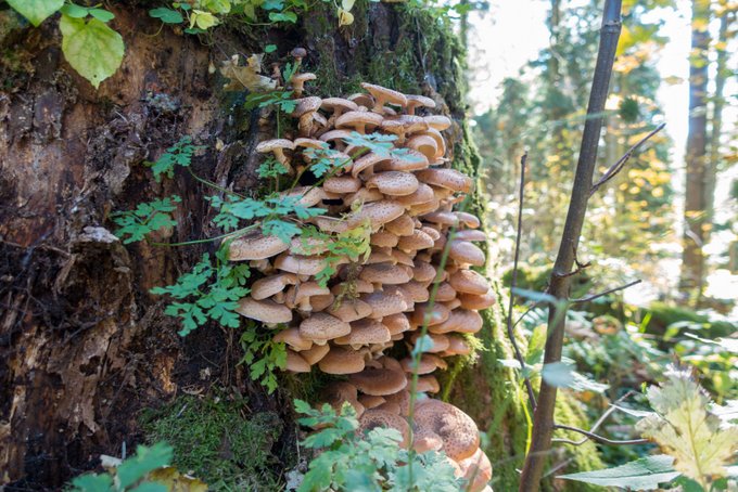 Wandern im Herbst mit Kindern Pilze