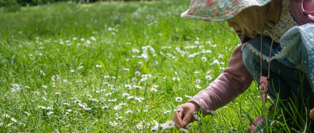 Gänseblümchen Sirup selbst machen – Rezept I Eis aus Gänseblümchen selbst machen