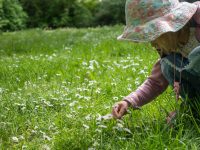 Gänseblümchen Sirup selbst machen – Rezept I Eis aus Gänseblümchen selbst machen