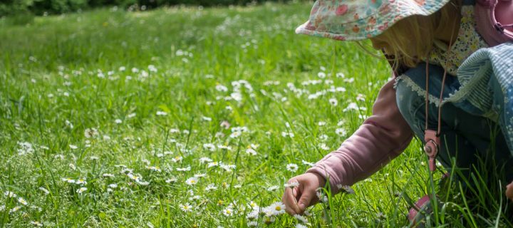 Gänseblümchen Sirup selbst machen – Rezept I Eis aus Gänseblümchen selbst machen