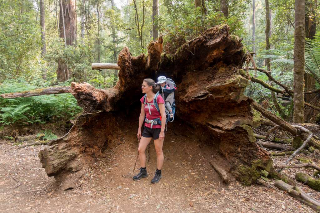 Wandern mit Kraxe auf Tasmanien