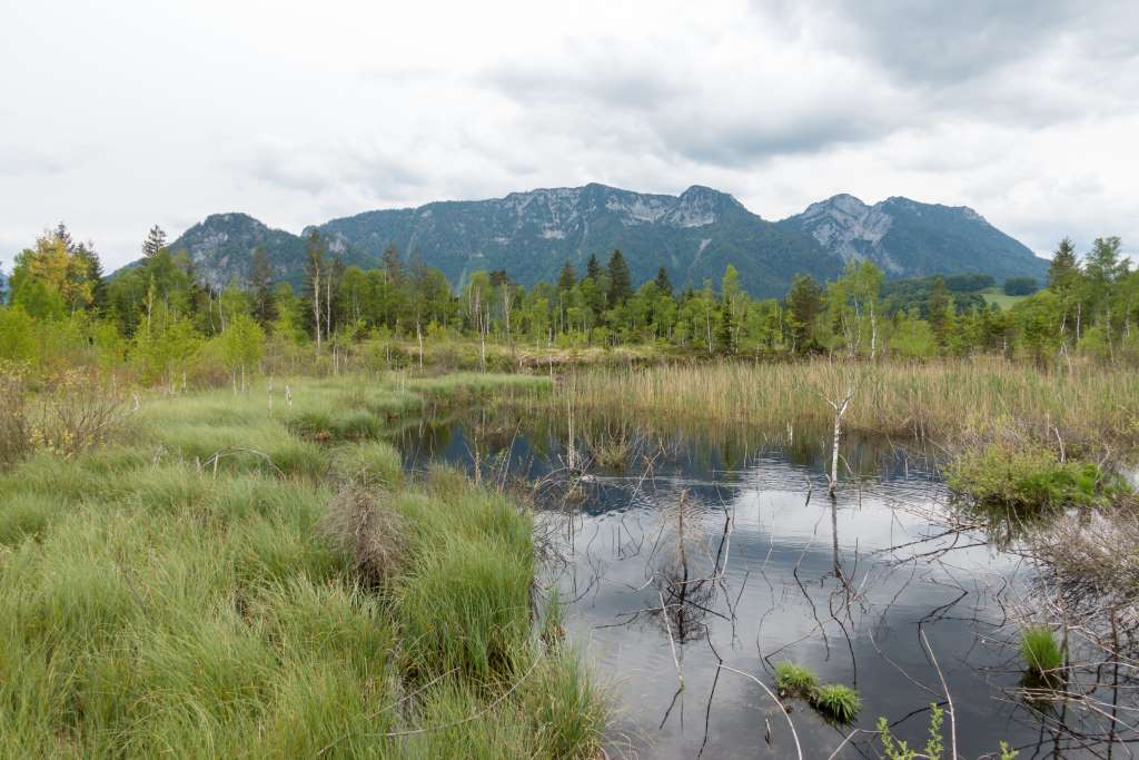 Inzell Moor-Erlebnis-Pfad