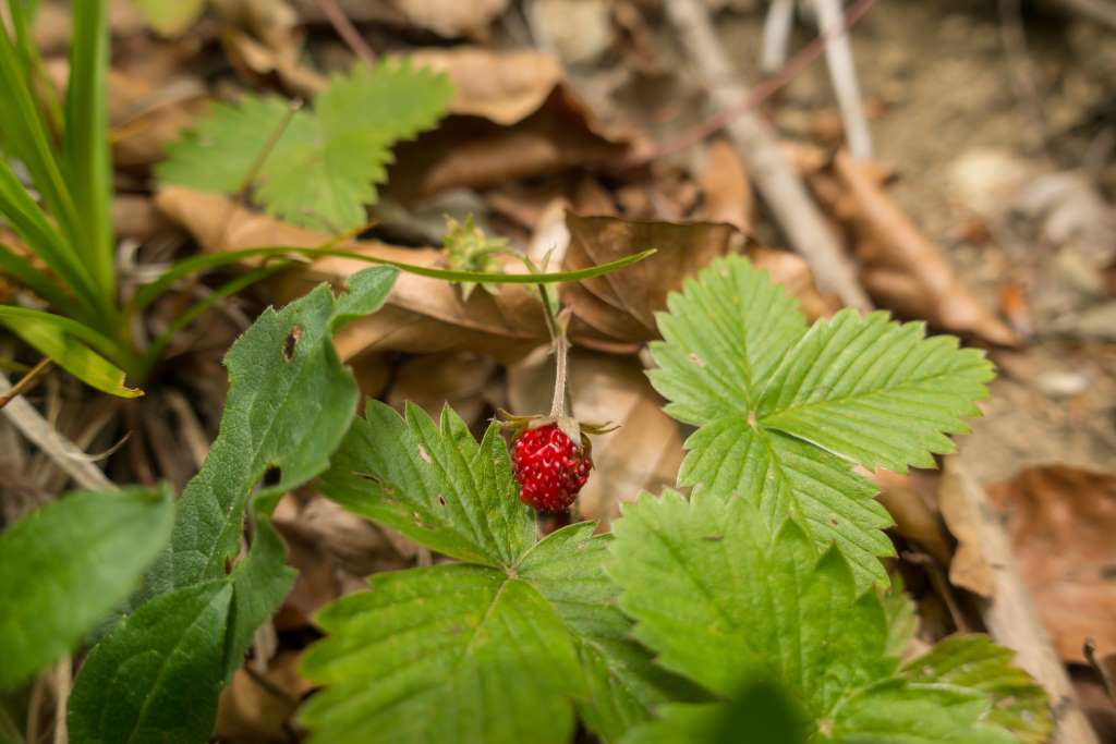 Schmugglerweg Wandern Chiemgau
