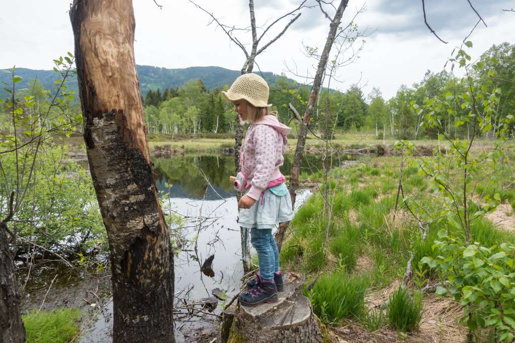 Wandern mit Kindern Chiemgau Moor