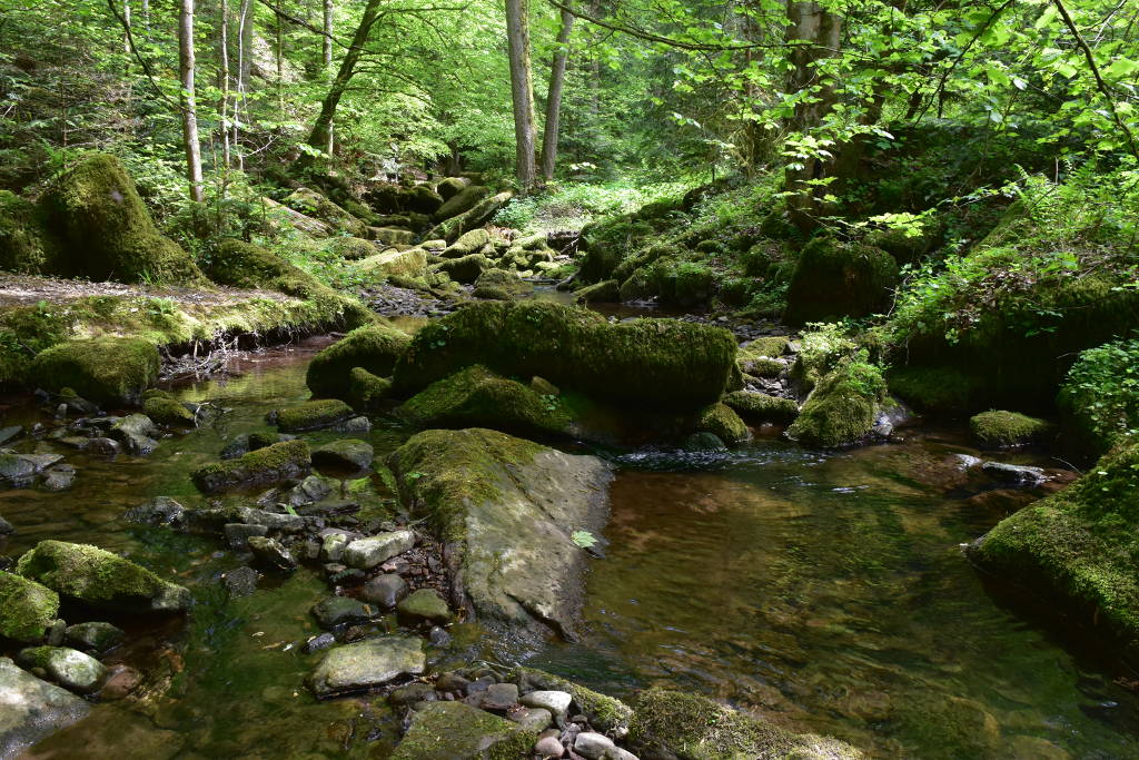 Monbachtal Wandern Nordschwarzwald