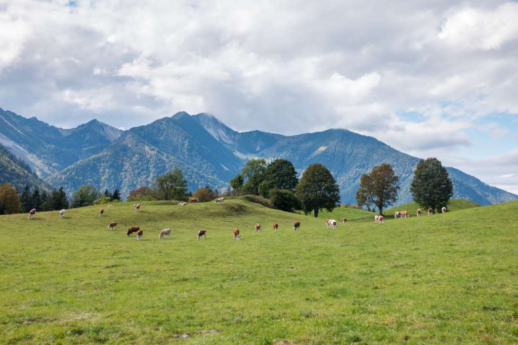 Wandern Münchener Umland Bayrischzell