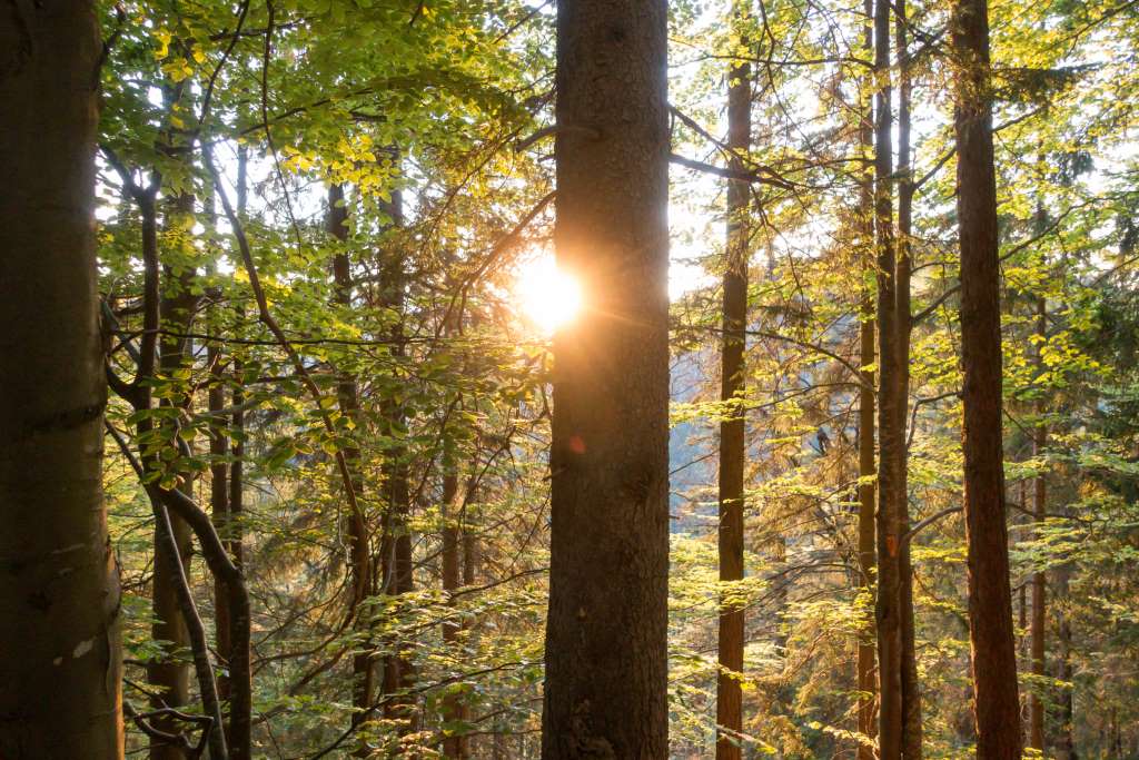 Nachhaltigkeit beim Wandern mit Kindern