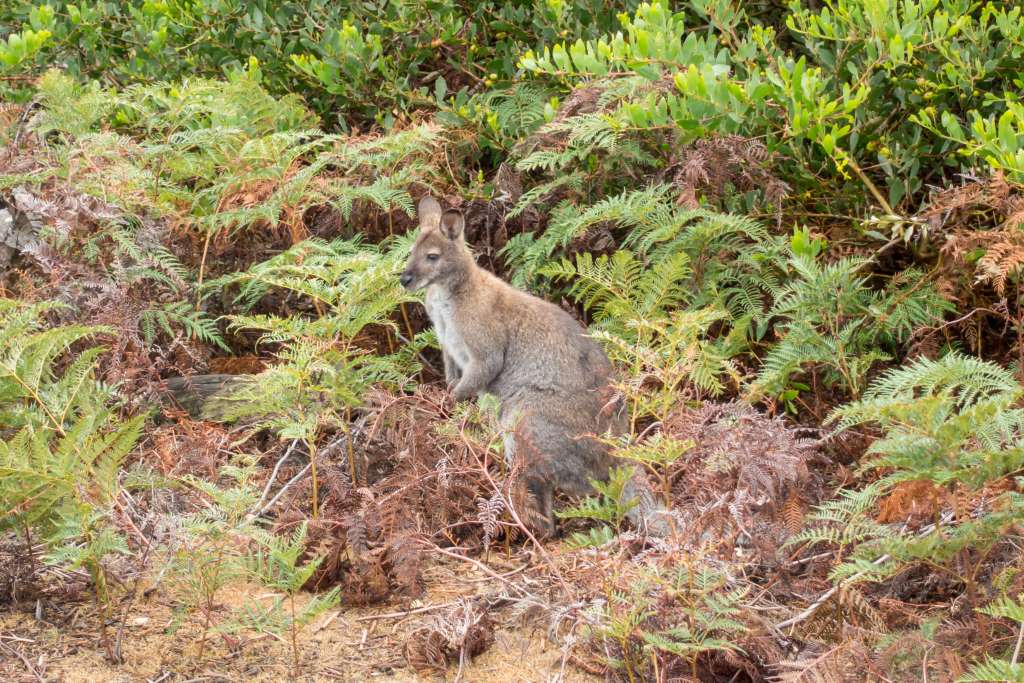 Forster Känguru Tasmanien