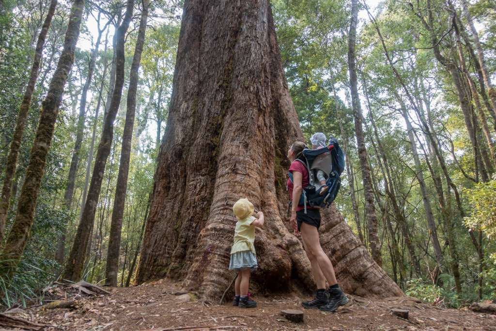 Tasmanien Sehenswürdigkeit Mt Field Nationalpark