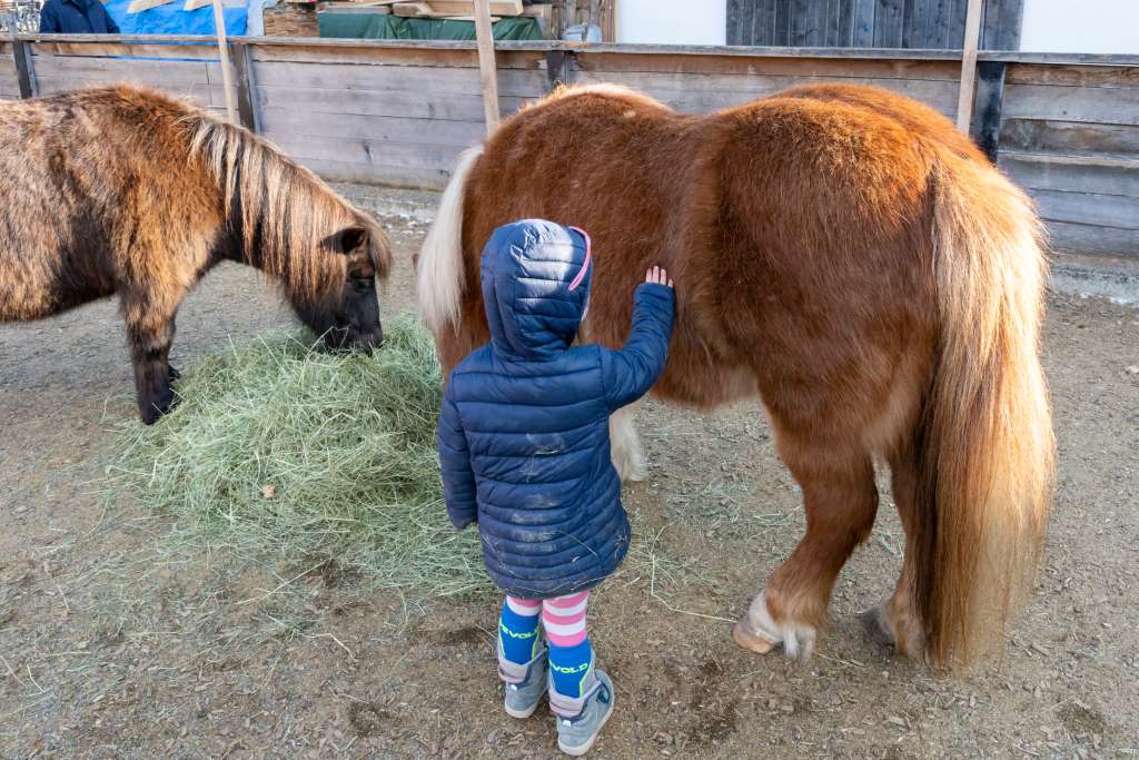 Urlaub auf dem Bauernhof Tirol Ponys füttern