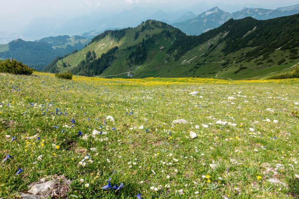 Blumenwiese Geigelstein Chiemgauer Alpen