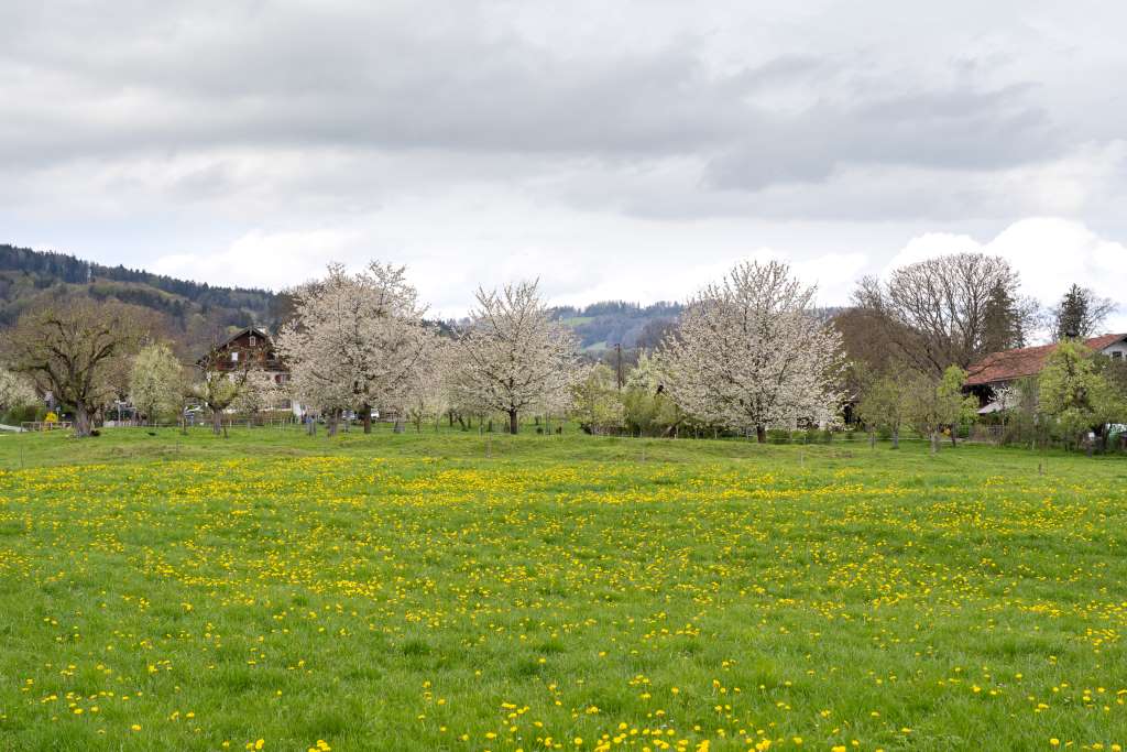 Leichte Familienwanderung Blütenweg Chiemsee