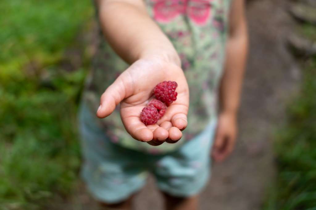 Waldbeeren sammeln