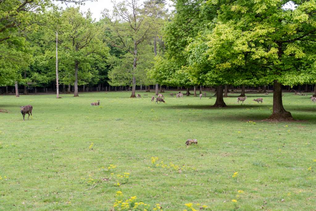 Grottes de Han Wildtierpark Belgien Infos