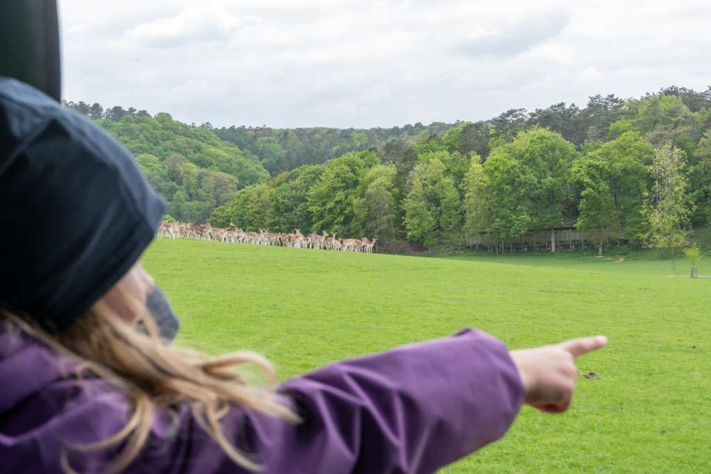 Wildtierpark der Grotten von Han mit Kindern