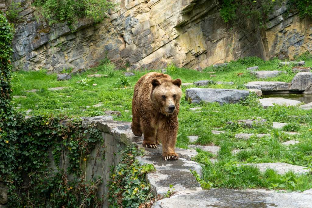 Wildtierpark der Grotten von Han