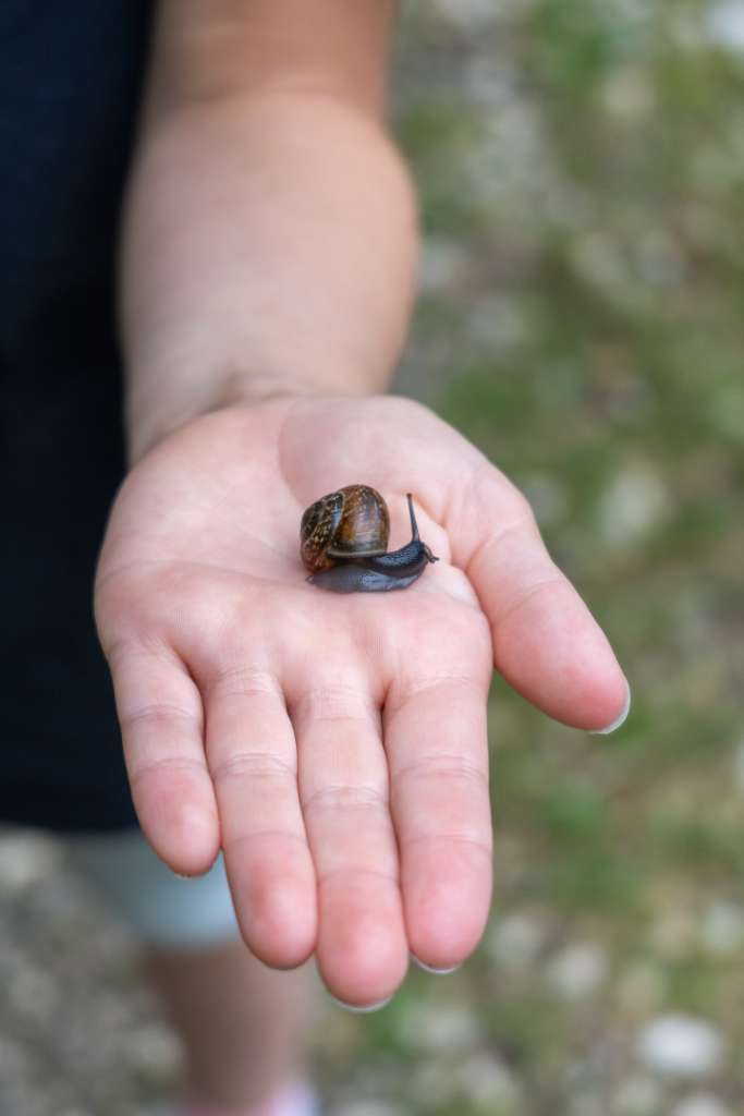 Schnecke Auwald Donau