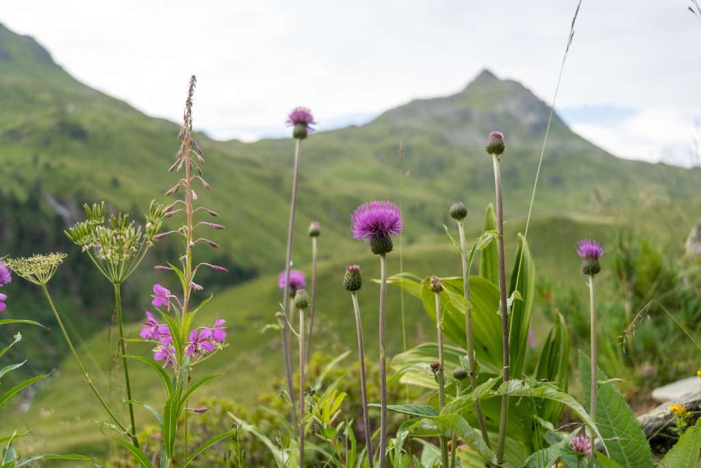 Wildblumen Unterer und Mittlerer Wildalmsee