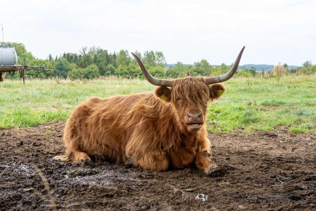 Hochlandrind