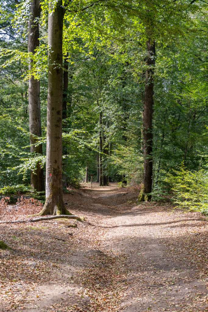 Rocher du Chat Wanderung im Tal der Semois